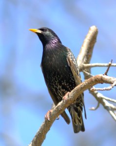772 - EUROPEAN STARLING (3-23-08) atascadero, slo co, ca (2)