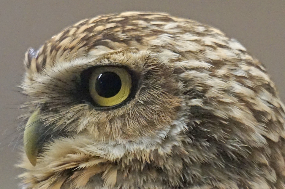 Owl burrowing bottom dwellers