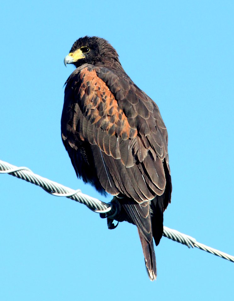 221 - HARRIS'S HAWK (3-3-12) near boca chica beach, tx  (2)
