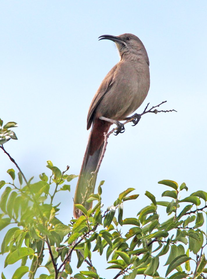 769 - CRISSAL THRASHER (6-1-11) de anza trail north from rio rico dr, rio rico, scc, az - (2)