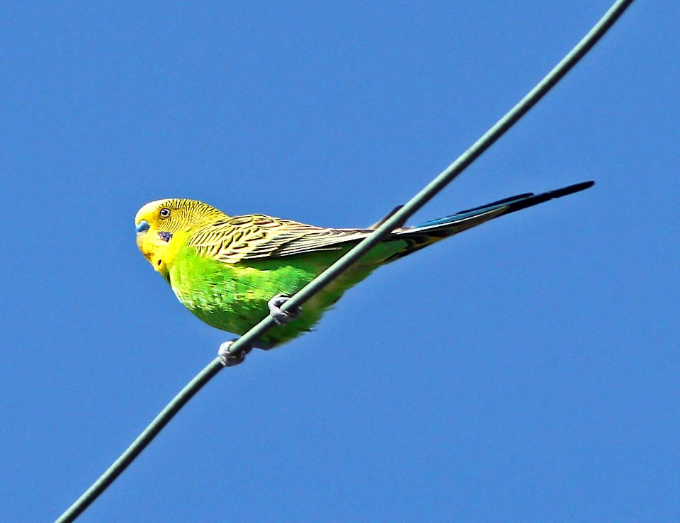 557 - BUDGERIGAR (3-14-13) corner of gulf shore and biscayne, herando beach, hernando co, fl  (2)