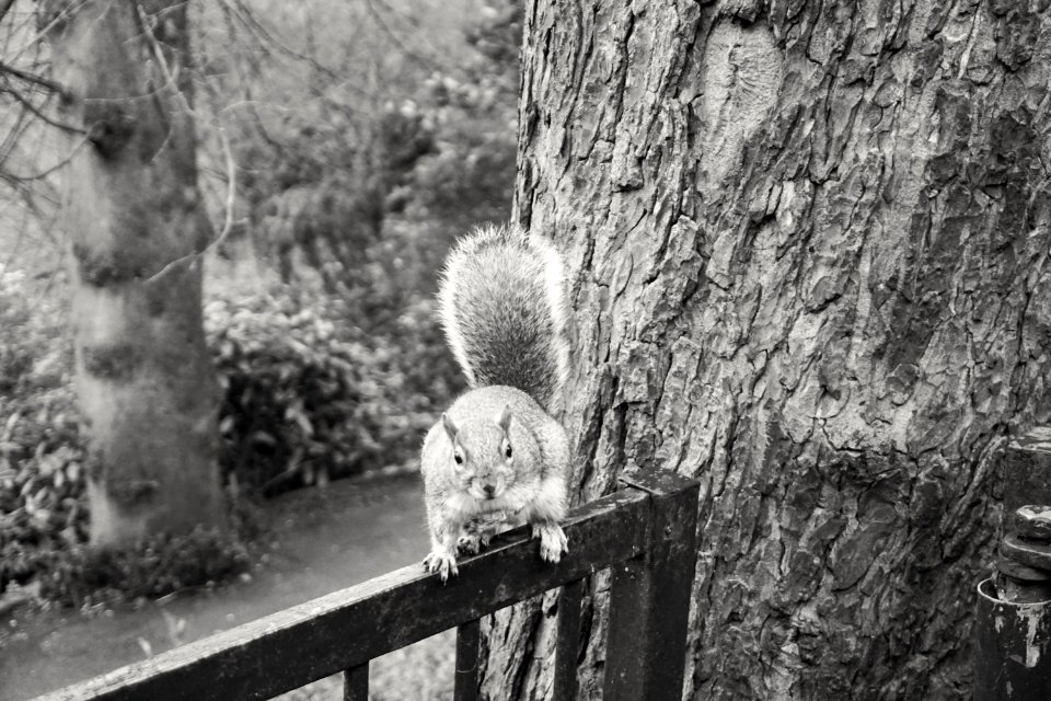 Excuse me! Do you have any peanuts I could borrow.