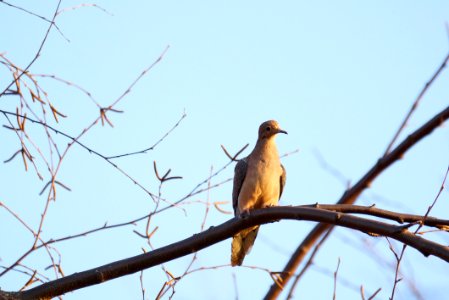Little Seneca Lake Turtle Dove