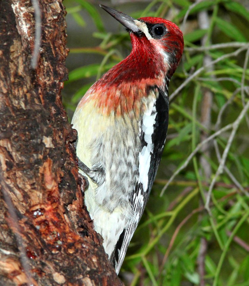 531 - RED-BREASTED SAPSUCKER (12-9-09) chorro reg park, slo co, ca