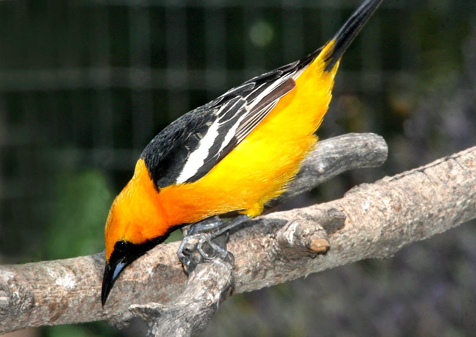 945 - HOODED ORIOLE (4-29-09) canet rd, slo co, ca (5)