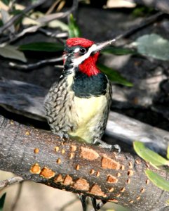530 - RED-NAPED SAPSUCKER (1-25-09) madera cyn, az - (1)