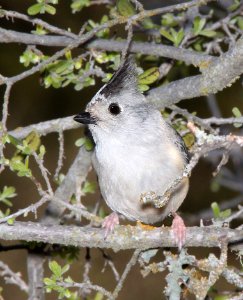 682 - BLACK-CRESTED TITMOUSE (3-12-12) near rocksprings, tx