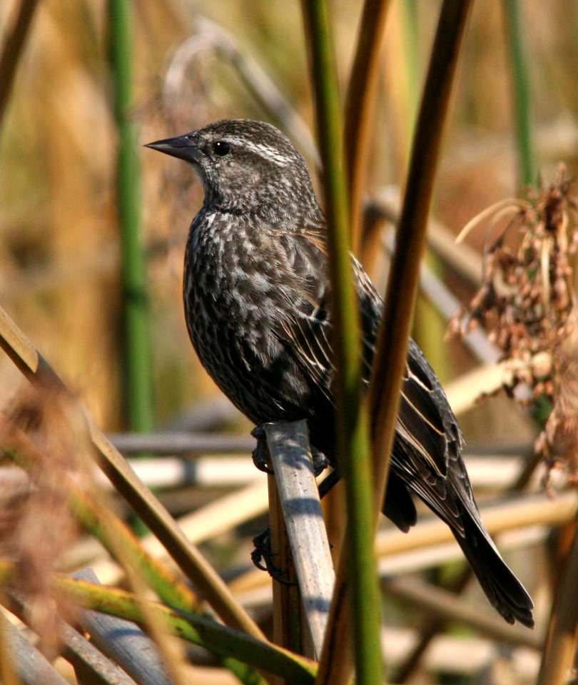 929 - RED-WINGED BLACKBIRD (3-11-09) fem, cloisters, slo co, ca