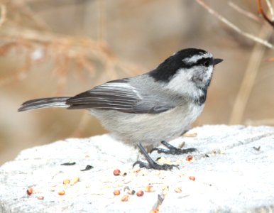 673 - MOUNTAIN CHICKADEE (11-29-09) farmington, nm  (5)
