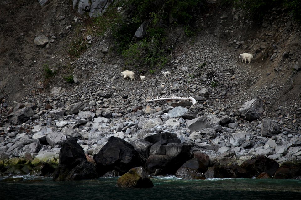 Mountain goats