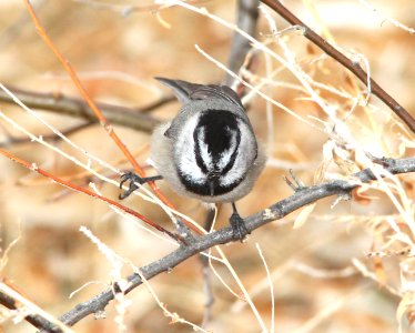 673 - MOUNTAIN CHICKADEE (11-29-09) farmington, nm  (2)