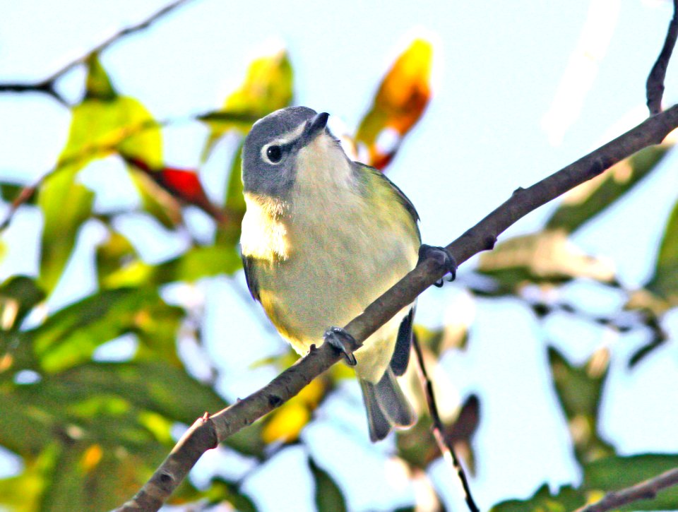 626 - BLUE-HEADED VIREO (12-3-08) pecho willows, los osos, slo co, ca  (3)