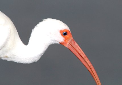 197 - WHITE IBIS (2-21-13)  sebastian inlet st park, indian river co, fl