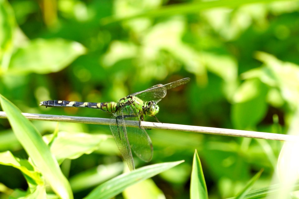 Erythemis simplicicollis - Eastern Pondhawk - Little Seneca Lake Dragonfly - Maryland