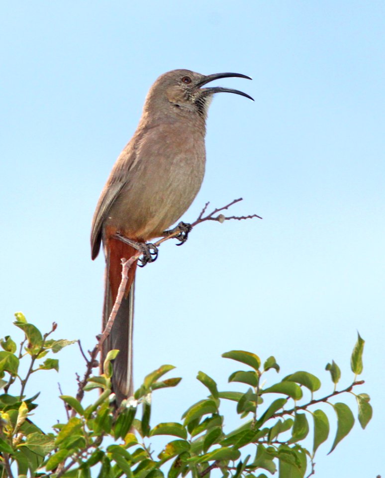 769 - CRISSAL THRASHER (6-1-11) de anza trail north from rio rico dr, rio rico, scc, az - (1)