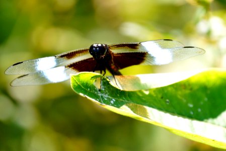 Widow Skimmer- Libellula luctuosa