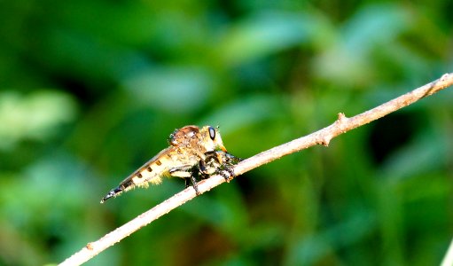 Robber Fly   (Promachus Rufipes)  - Boyds MD