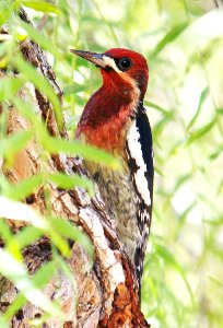 531 - RED-BREASTED SAPSUCKER (11-10-06) chorro reg park, slo co, ca (1)