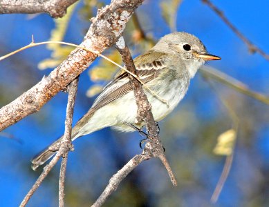 581 - GRAY FLYCATCHER (1-13-12) pena blanca Lake, scc, az - (1)