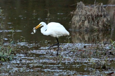 Great Egret (Ardea alba) with dinner
