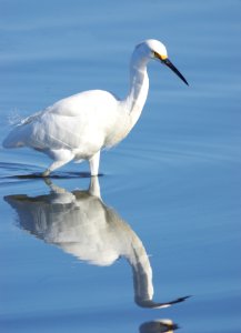 188 - SNOWY EGRET (1-31-08) sloco, ca (4)