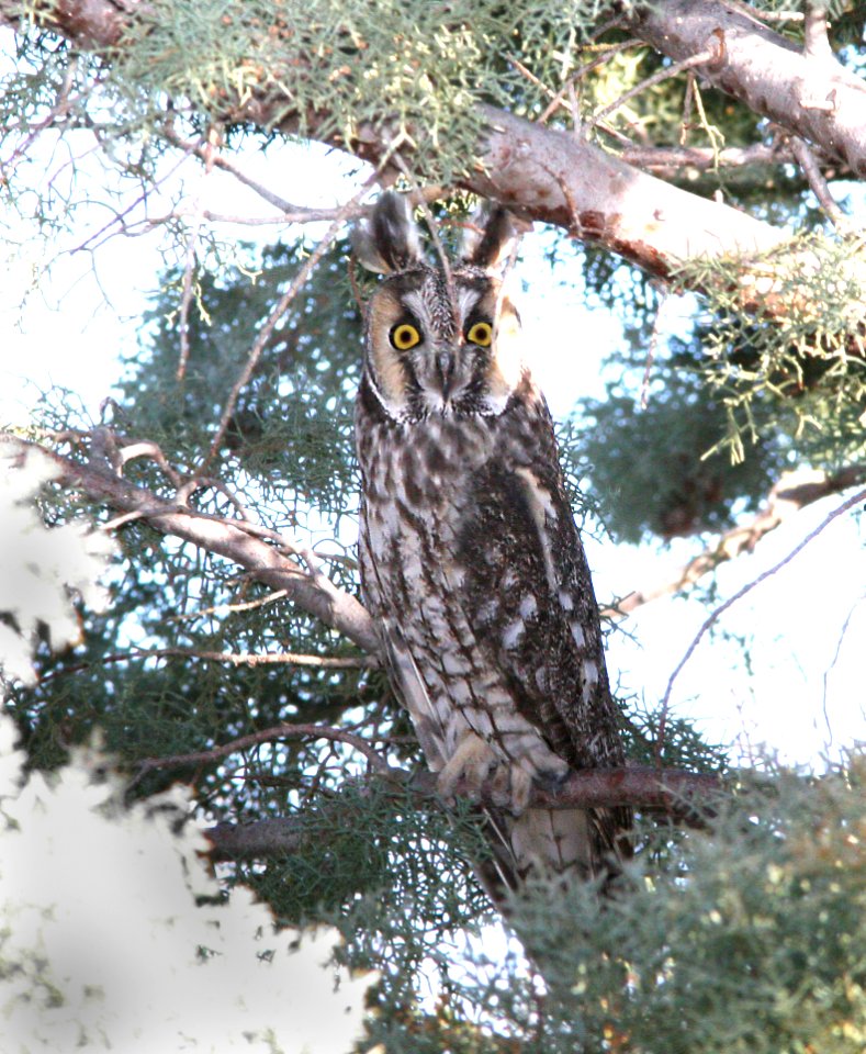 466 - LONG-EARED OWL (1-28-09) columbus, nm