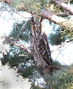 466 - LONG-EARED OWL (1-28-09) columbus, nm