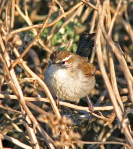 698 - BEWICK'S WREN (12-8-08) slo co, ca