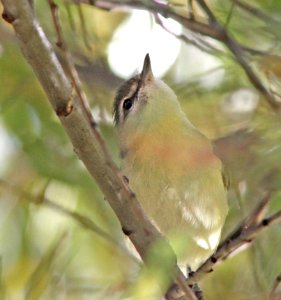 629 - PHILADELPHIA VIREO (10-21-12) pena blanca lake, scc, az - (7)