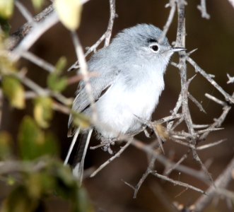 703 - BLACK-TAILED GNATCATCHER (12-3-10) west end, patagonia lake, scc, az - (3) - Copy