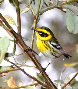 840 - TOWNSEND'S WARBLER (9-18-09) oceano, slo co, ca