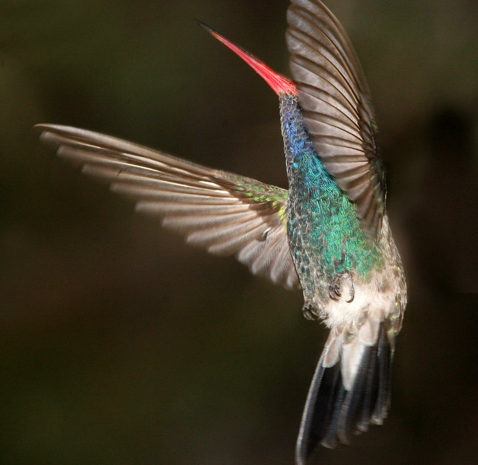 507 - BROAD-BILLED HUMMINGBIRD (6-18-09) madera cyn - (7)