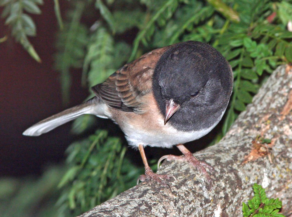 899 - DARK-EYED JUNCO (9-4-07) oregon typr, canet rd, slo co, ca (2)