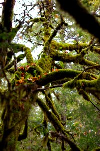 Can't get enough moss