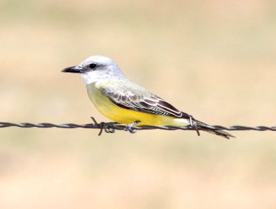 602 - TROPICAL KINGBIRD (5-11-11) rio rico pond, scc, az - (3)