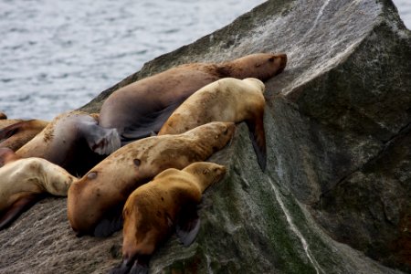 Steller sea lions