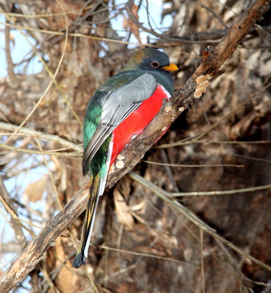 514 -  ELEGANT TROGON (1-4-11) patagonia lake, scc, az - (6)