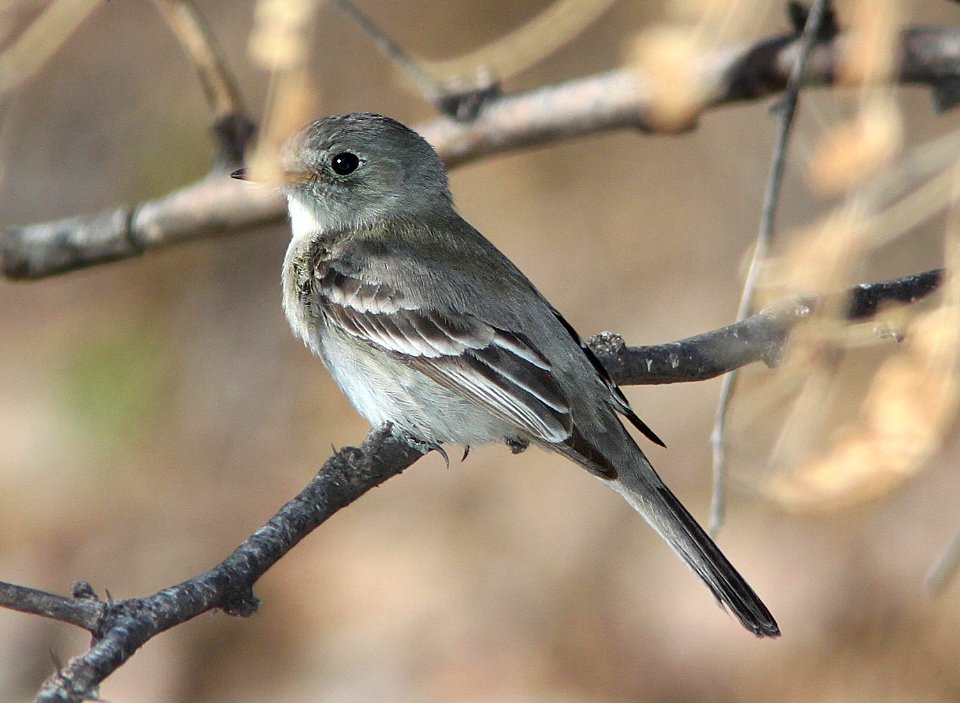 581 - GRAY FLYCATCHER (4-29-11) sonoita creek state natural area, scc, az - (2)