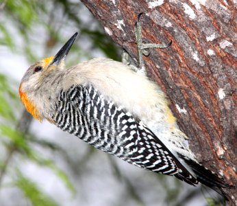 526 - GOLDEN-FRONTED WOODPECKER (3-10-12) salineno, tx