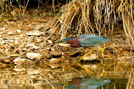 Green Heron (Butorides virescens) - Fishing on the shore of Little Seneca Lake photo