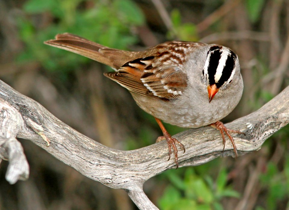 897 - WHITE-CROWNED SPARROW (3-19-07) gambelli, canet rd, slo co, ca