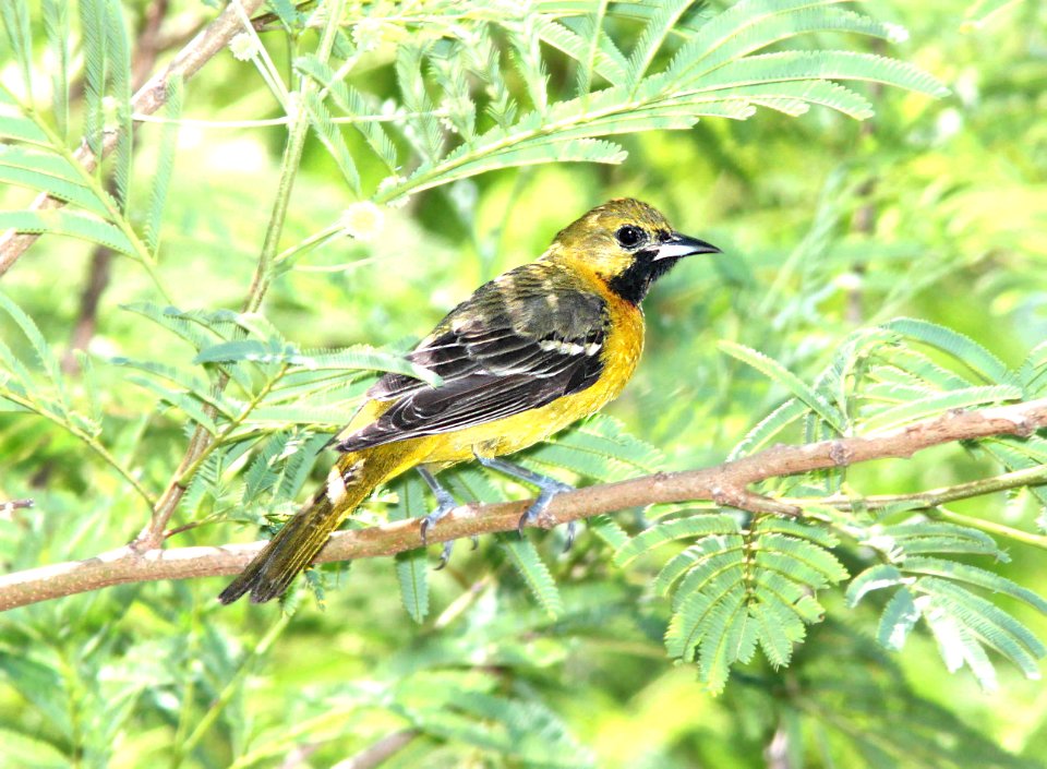 944 - ORCHARD ORIOLE (4-19-12) convention center, south padre island, tx