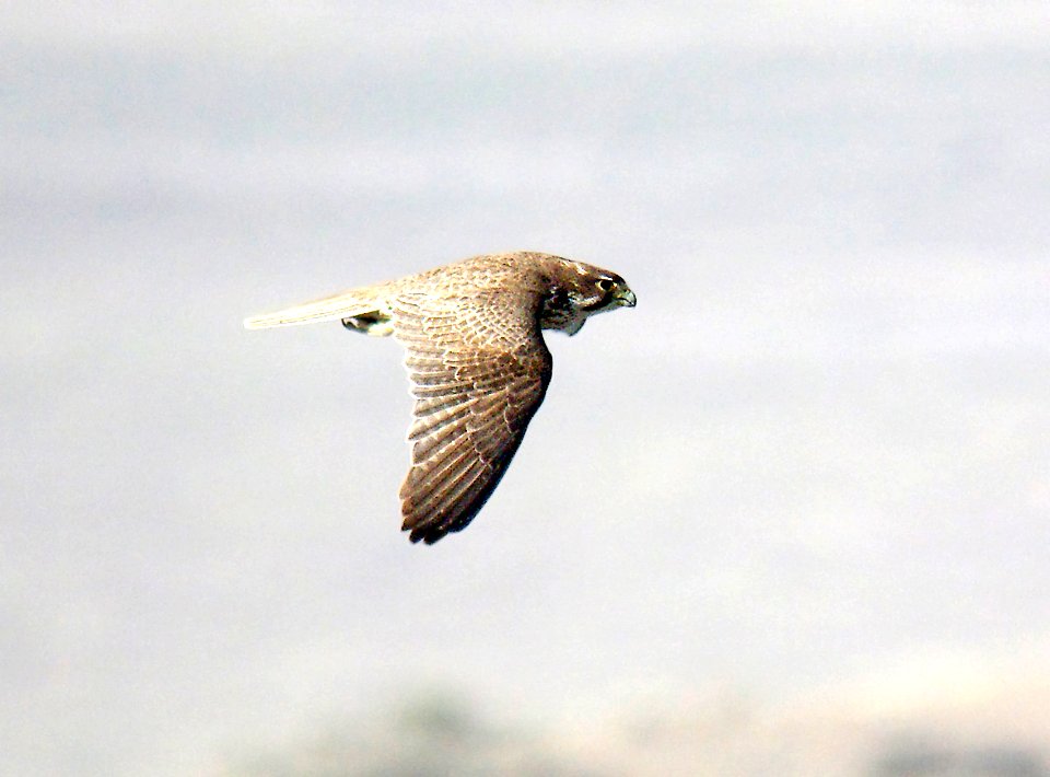556 - PRAIRIE FALCON (3-30-07) carrizo plain, sloco, ca  (2)