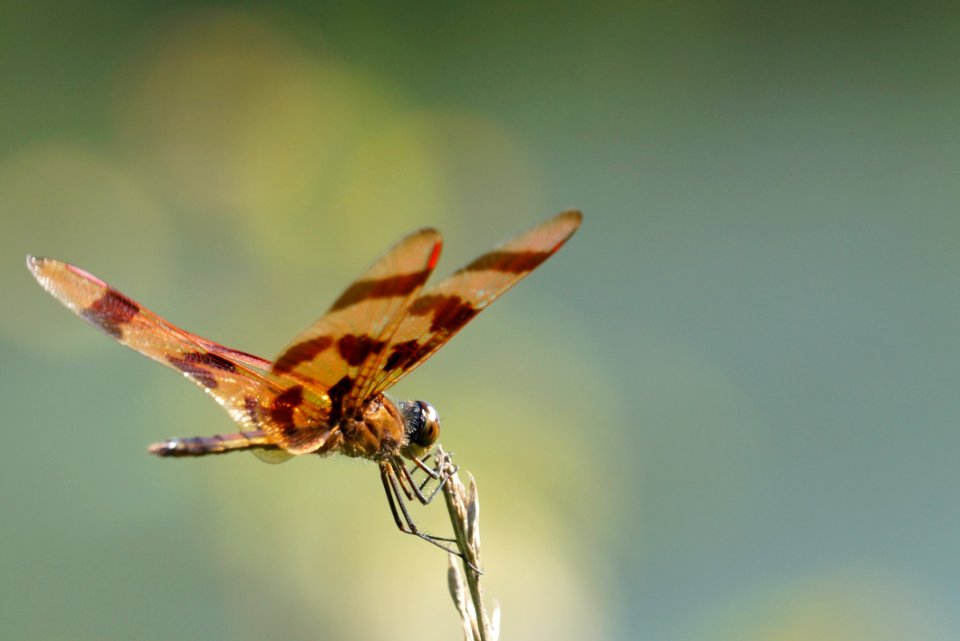 Halloween Pennant (Celithemis eponina) at Little Seneca Lake - Boyds Maryland
