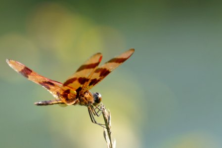 Halloween Pennant (Celithemis eponina) at Little Seneca Lake - Boyds Maryland