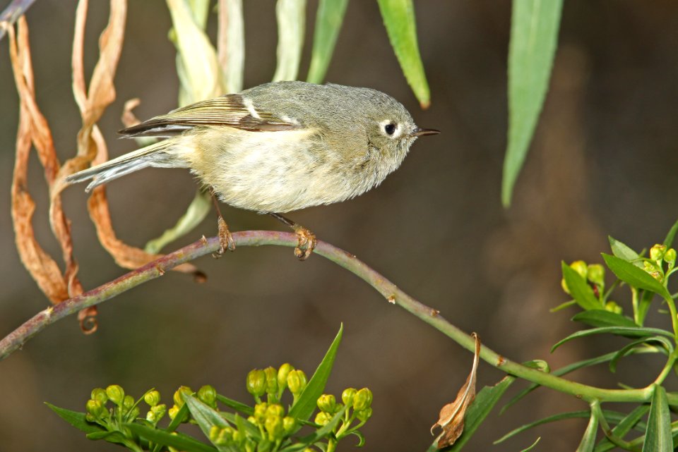708 - RUBY-CROWNED KINGLET (1-15-11) patagonia lake, scc, az - (2)