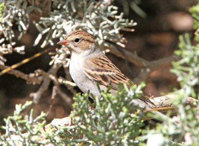 871 - CHIPPING SPARROW (9-21-09) first basic, cottonwood springs, carrizo n m , slo co, ca (2)