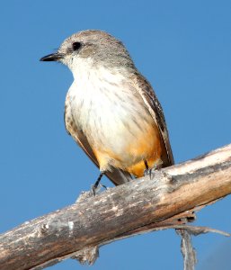 589 - VERMILLION FLYCATCHER (3-15-11) pena blanca lake, scc, az -01 photo