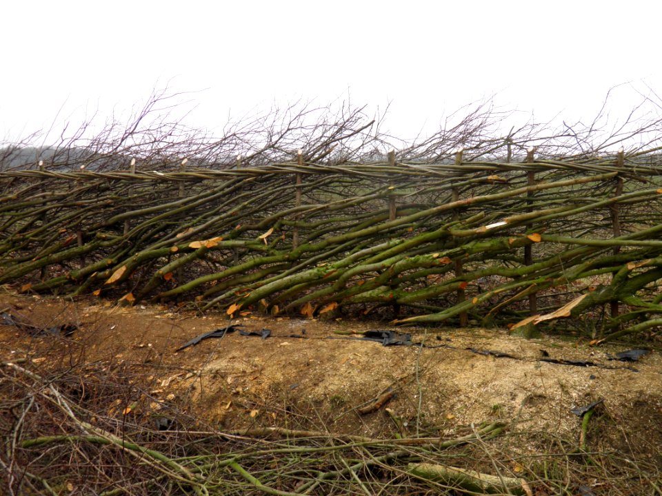 Hedge laying Midland style