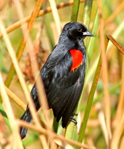 929 - RED-WINGED BLACKBIRD (1-7-08) slo co, ca